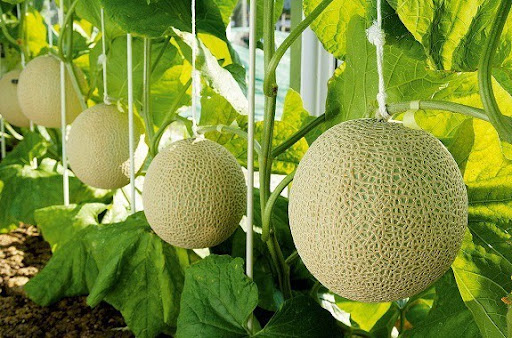 IPB dan Udinus Kerjasama Buat Robot untuk Panen Melon